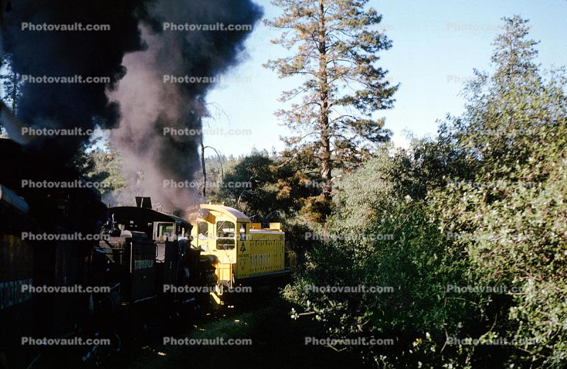 Shay Locomotives, Feather River Railway, Oroville, trees, forest, woodland, 1963, 1960s