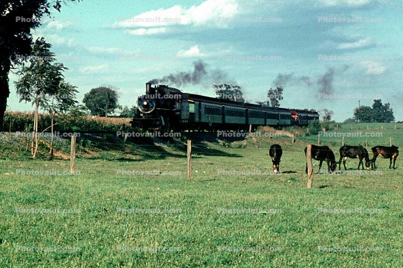 Iron Horse and Grazing Cows, 1965, 1960s