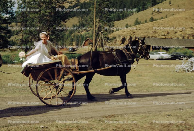 Bride in a Horse drawn Cart, bouquet, 1951, 1950s