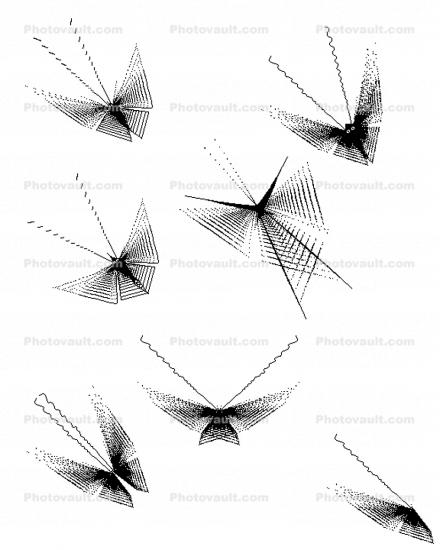 Flight of the Mathematical Butterflies