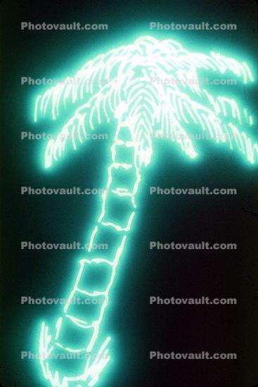 Palm Tree, Blank Area for Titles