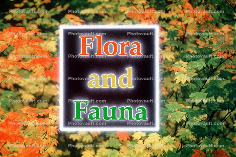 Flora and Fauna, Flora and Fauna Title