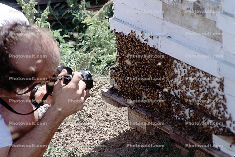 Honey Bees, Dixon, California, 9 August 1991