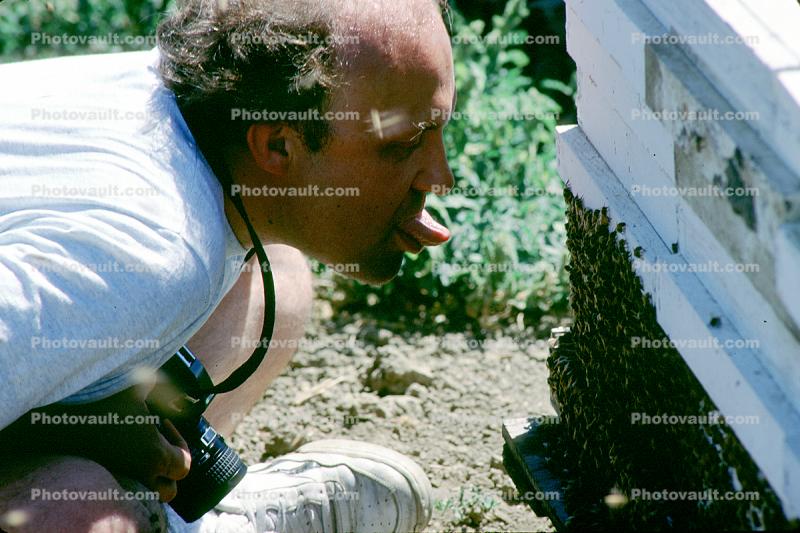 Honey Bees, Dixon, California 9 August 1991