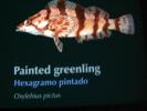 Painted Greenling, Hexagramo pintado, ORockfish, tiger stripes
