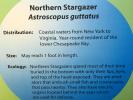 Northern Stargazer, (Astroscopus guttatus)
