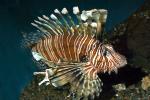 Red Lionfish, (Pterois voitans), Scorpaeniformes, Scorpaenidae, scorpionfish, venemous, AAAD01_009