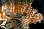 Red Lionfish, (Pterois voitans), Scorpaeniformes, Scorpaenidae, scorpionfish, venemous, AAAD01_010
