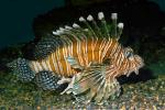 Red Lionfish, (Pterois voitans), Scorpaeniformes, Scorpaenidae, scorpionfish, venemous, AAAD01_011