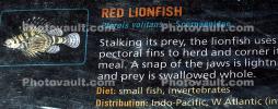 Red Lionfish, (Pterois voitans), Scorpaeniformes, Scorpaenidae, scorpionfish, venemous, AAAD01_012