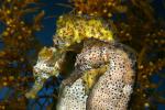 Longsnout Seahorse (Hippocampus reidi), AAAD01_017