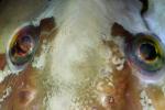Eye of a Monkeyface-eel, (Cebidichthys violaceus), Perciformes, Zoarcoidei, Stichaeidae, AAAD01_026