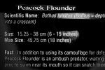 Peacock Flounder (Bothus lunatus), AAAD01_040