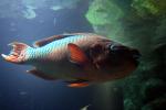Rainbow Parrotfish, (Scarus guacamaia), AAAD01_041