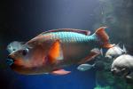 Rainbow Parrotfish, (Scarus guacamaia), AAAD01_042