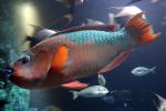 Rainbow Parrotfish, (Scarus guacamaia), AAAD01_043