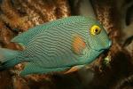 Kole Yellow Eye Tang, goldring surgeonfish, (Ctenochaetus strigosus), Perciformes, Acanthuridae, Surgeon Fish, Striped, Yelloweye, AAAD01_055