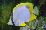Spotfin butterflyfish, (Chaetodon ocellatus), Perciformes, Chaetodontidae, AAAD01_057