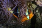 Tomato Clownfish, (Amphiprion frenatus), Perciformes, Pomacentridae, red anemonefish, Anenome, AAAD01_062
