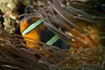 Tomato Clownfish, (Amphiprion frenatus), Perciformes, Pomacentridae, red anemonefish, Anenome, AAAD01_063