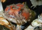 Gulf Toadfish, (Opsanus beta), Batrachoidiformes, Batrachoididae, AAAD01_068
