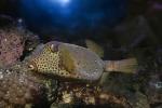 Yellow Boxfish, (Ostracion cubicus), Tetraodontiformes, Ostraciidae, Cubicus Boxfish, Polka Dot Boxfish, Cube Boxfish, toxic, AAAD01_074