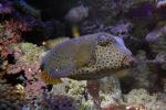 Yellow Boxfish, (Ostracion cubicus), Tetraodontiformes, Ostraciidae, Cubicus Boxfish, Polka Dot Boxfish, Cube Boxfish, toxic, AAAD01_076