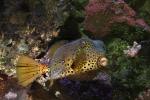 Yellow Boxfish, (Ostracion cubicus), Tetraodontiformes, Ostraciidae, Cubicus Boxfish, Polka Dot Boxfish, Cube Boxfish, toxic, AAAD01_081