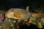 Yellow Boxfish, (Ostracion cubicus), Tetraodontiformes, Ostraciidae, Cubicus Boxfish, Polka Dot Boxfish, Cube Boxfish, toxic, AAAD01_083