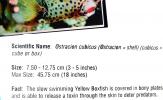 Yellow Boxfish, (Ostracion cubicus), Tetraodontiformes, Ostraciidae, Cubicus Boxfish, Polka Dot Boxfish, Cube Boxfish, toxic, AAAD01_086
