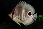 Four-eyed Butterflyfish, (Chaetodon capistratus), Perciformes, Chaetodontidae, Foureye Angelfish, AAAD01_087