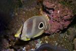 Four-eyed Butterflyfish, (Chaetodon capistratus), Perciformes, Chaetodontidae, Foureye Angelfish, AAAD01_090