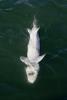 dead floating fish, dying sturgeon, AAAD01_092