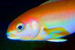 Ocean Whitefish, Caulolatilus princeps, AAAD01_111