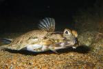 flatfish, Flounder, AAAD01_113