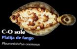 flatfish, AAAD01_122
