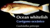Ocean Whitefish, Caulolatilus princeps