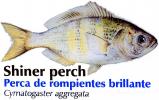 Shiner Perch, (Cymatogaster aggregata), Perciformes, Embiotocidae