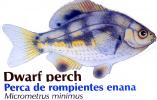 Dwarf Perch, (Micrometrus minimus), Perciformes, Embiotocidae, Surfperch, AAAD01_140