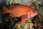 Vermilion rockfish, (Sebastes miniatus), Scorpaeniformes, Sebastidae, vermilion seaperch, red snapper, and red rock cod, AAAD01_145