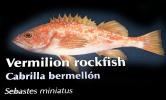 Vermilion rockfish, (Sebastes miniatus), Scorpaeniformes, Sebastidae, vermilion seaperch, red snapper, and red rock cod, AAAD01_147