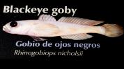 Blackeye Goby, (Rhinogobiops nicholsii), Perciformes, Gobiidae, AAAD01_148