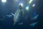 Oceanic Sunfish (Mola mola), Tetraodontiformes, Molidae, AAAD01_164