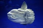 Oceanic Sunfish (Mola mola), Tetraodontiformes, Molidae, AAAD01_165