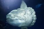 Oceanic Sunfish (Mola mola), Tetraodontiformes, Molidae, AAAD01_169