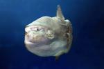 Oceanic Sunfish (Mola mola), Tetraodontiformes, Molidae, AAAD01_170