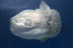 Oceanic Sunfish (Mola mola), Tetraodontiformes, Molidae, AAAD01_171