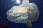 Oceanic Sunfish (Mola mola), Tetraodontiformes, Molidae, AAAD01_172