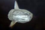 Oceanic Sunfish (Mola mola), Tetraodontiformes, Molidae, AAAD01_173