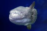 Oceanic Sunfish (Mola mola), Tetraodontiformes, Molidae, AAAD01_174